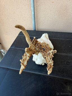 Srnci trofeje rarity - 5