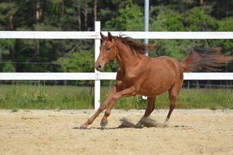 Sportovní klisna KWPN s TOP původem - 5
