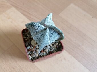 Krásný beztrnný kaktus č. 7 Astrophytum Mexiko a USA - 5