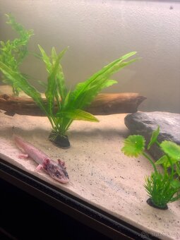 Axolotl + akvarium - 5