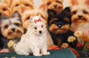 Jorkšírský teriér sněhobílá holčička Nutellka, s PP, York - 5