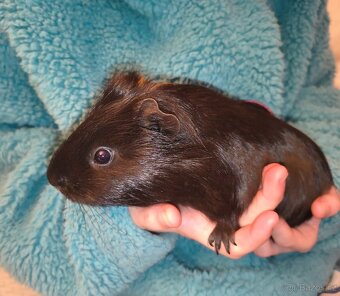 Morče samec daruji - 5