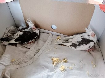 Korela chocholatá - 5