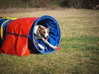 Border kolie kryti - 5