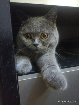 Britský modrý kocour ke krytí - 5