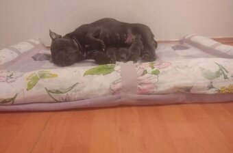 Stafordširsky bulteriér - 5