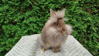 Zakrslý králík, králíček-NATANIEL - 5