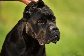 Cane Corso krytí - chovný černý pes - 5