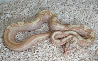 Boa imperator - Paradise Sunglow Aztec, Sunglow Motley - 5