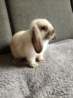 Zakrslý králík šedý beránek kluk - 5