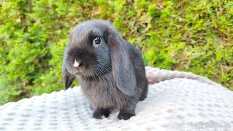 Zakrslý beránek, králíček, králík - PEGGY - 5