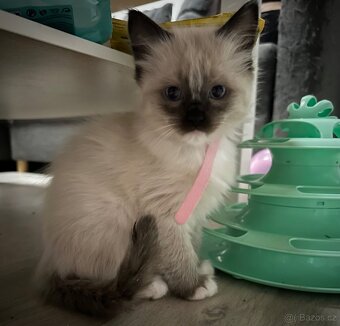 Koťátka Ragdoll - 5