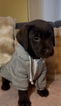 Labradorský retrívr Hnědý - 5