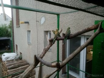 Papoušek zpěvavý - 5