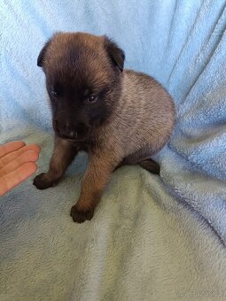 Belgický ovčák malinois s PP - 5