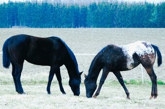 Appaloosa roční klisna - HOMOZYGOT na černou a LP - 5