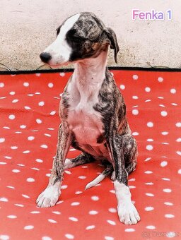 Whippet s PP - 5