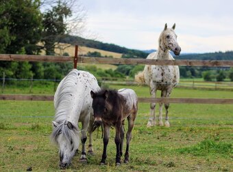 Elegantní minihorse - miniappaloosa hřebeček - 5