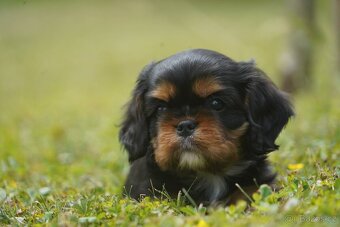 Kavalír King Charles Španěl - pejsek s PP - 5