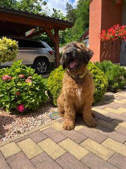 Briard s PP - 5
