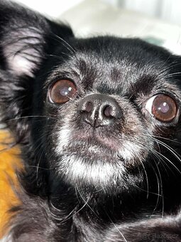 Nabízím čivavu ke krytí - 5