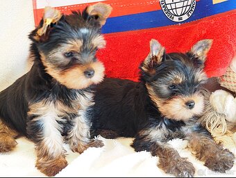 Jorkšírský terier - 5