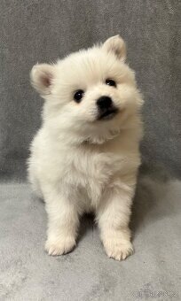 Německý špic s PP - 5