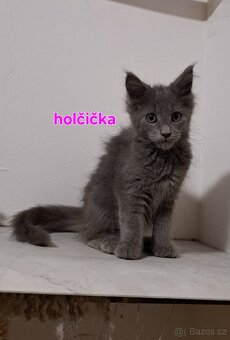 Koťátka mainská mývalí - 5