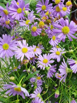 Oxalis plum crazy - 5