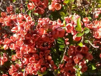 Přebytky ze zahrady - 5