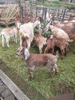 Anglonubijská koza s POP ,dotace - 5