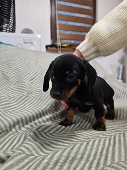 Štěňata jezevčíka - 5