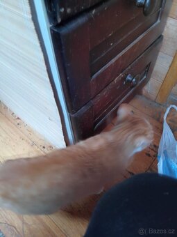 Daruji sourozence kočku a kocourka - 5