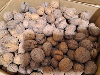 Ořechy vlašské - 5