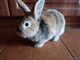 Zakrslí králíci - 5