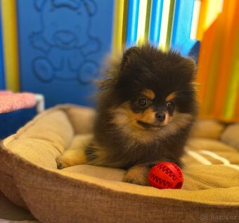 Pomeranian s PP - 5