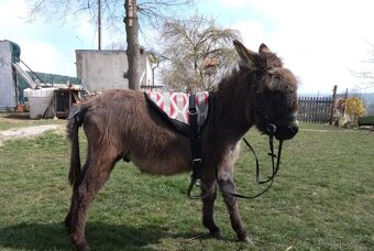 Prodám oslíka - 5