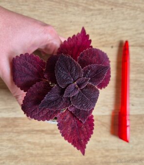 AFRICKÉ OKRASNÉ KOPŘIVY COLEUS - rostlinky - 5