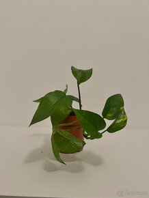 epipremnum aureum šplhavnice zlatá šplhavnik - 5