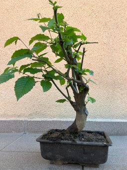 Bonsai, Bonsaj, jamadori, habr - 5