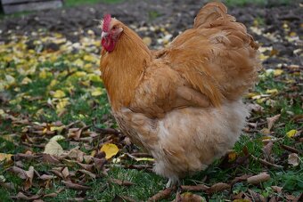 Kohouti orpingtonky - 5