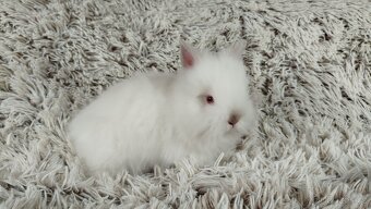 Zakrslý králíček, králík-(TEDDY)-HERBERT A HEIDY - 5