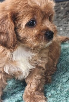 Cavapoo pudl kavalir - 5