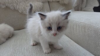 ragdoll,radgoll,kotata - 5