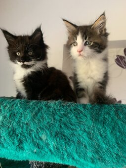 mainská mývalí kočka s PP - koťata - 5