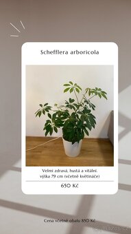 ⭐️ VÝPRODEJ 26 POKOJOVEK (Monstery, Dracény, Fíkusy, ......) - 5