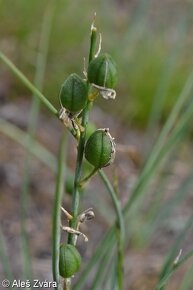 Bělozářka liliovitá - Anthericum liliago 150 semen 50 Kč - 5