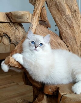 Ragdoll kocourek s PP, blue lynx mitted. - 5