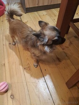 Čivava krizena s joksirem - 5