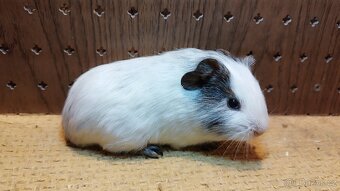 Morčata , morče hladké - 5